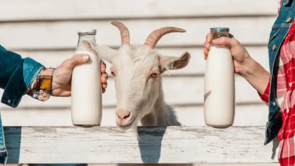 Manfaat Susu Kambing Etawa untuk Anak