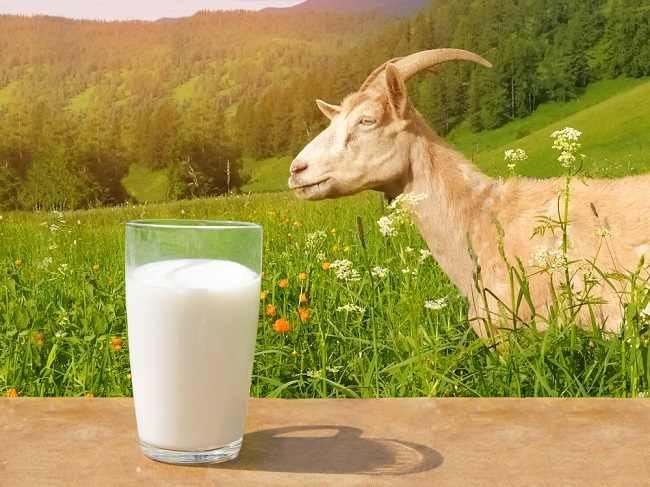 penyajian susu kambing etawa