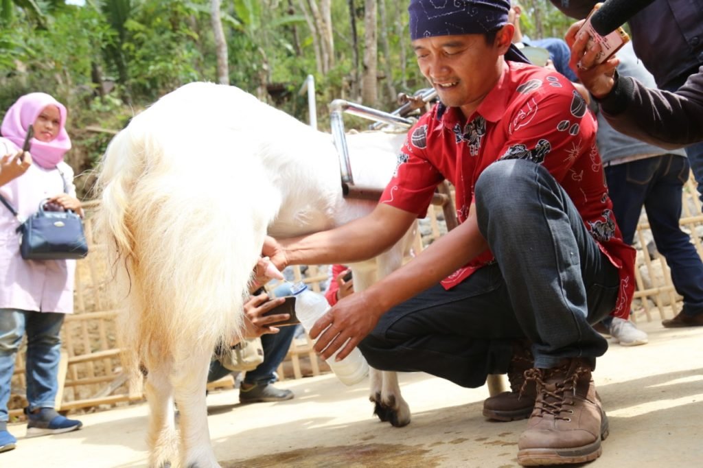 Pemilihan Rekomendasi Susu Kambing Etawa